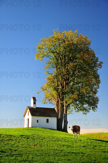 Cow in a pasture