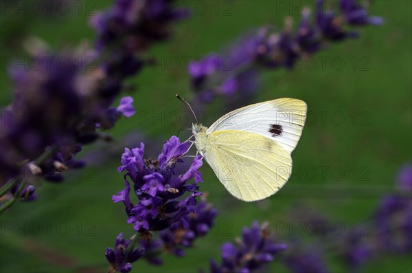 Small white