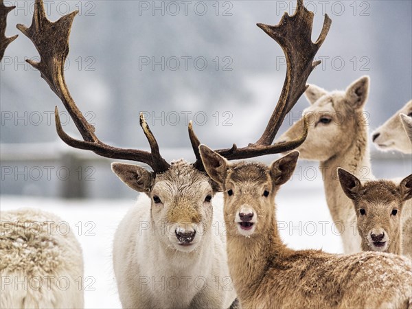 White fallow deer