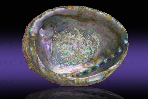Iridescent Abalone Shell Interior