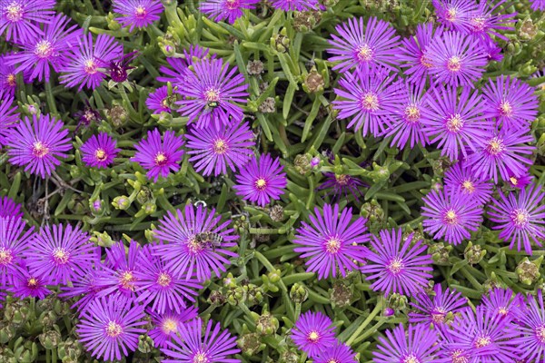 Flowering Succlent