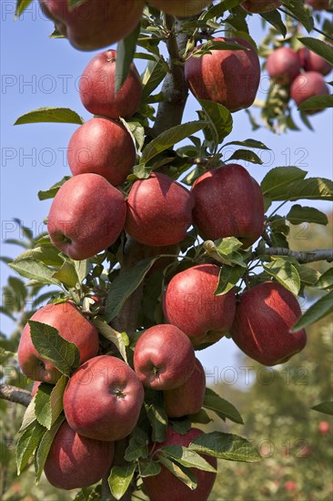 Red Delicious Apples