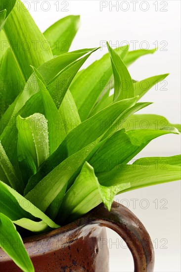 Wild garlic in a clay jug