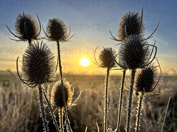 Wild teasel