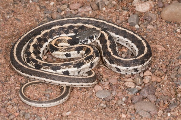 Black-necked garter snake