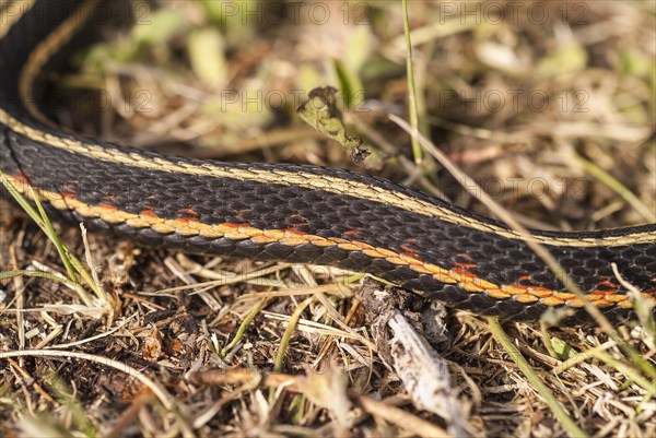 Red-sided garter snake