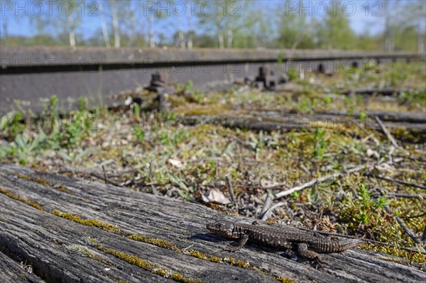 Common wall lizard