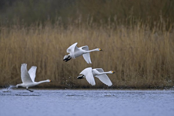 Three tundra swans