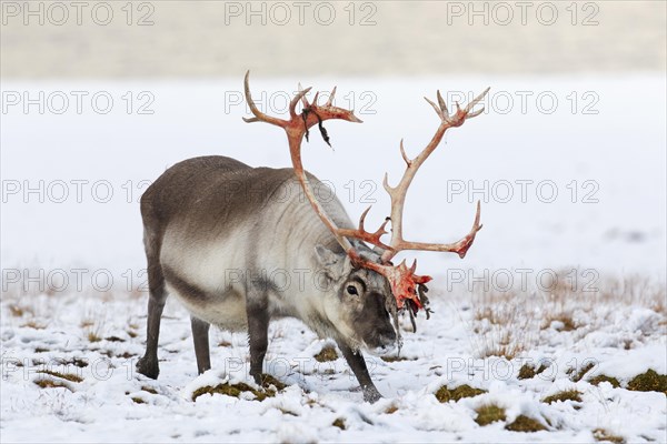 Svalbard reindeer