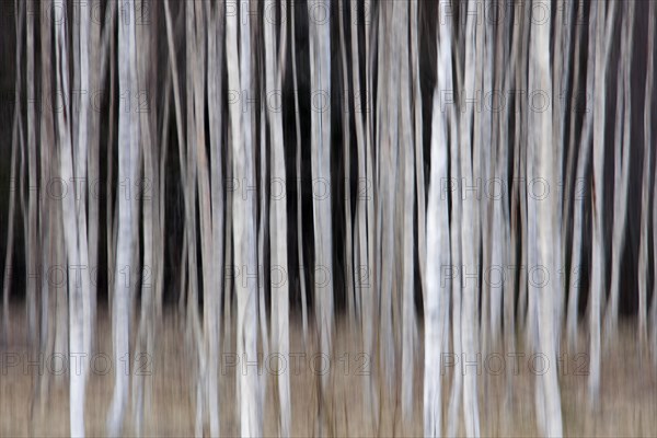 Tree trunks of Silver birch