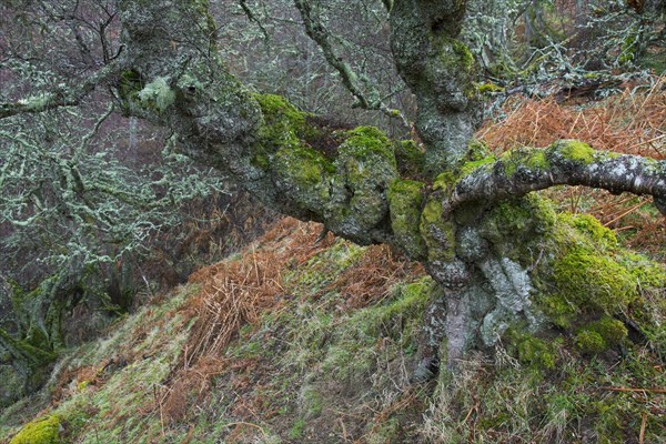 Gnarled silver birch