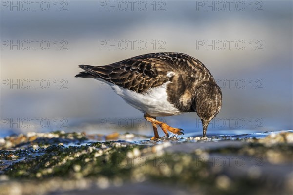 Ruddy turnstone