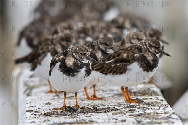 Flock of ruddy turnstones