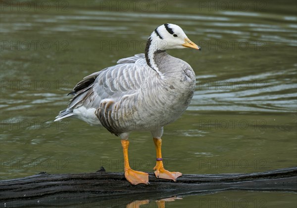 Bar-headed goose