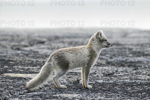 Arctic fox