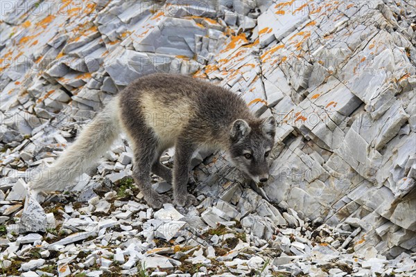 Arctic fox