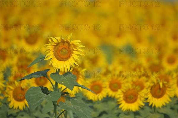 Field with sunflower