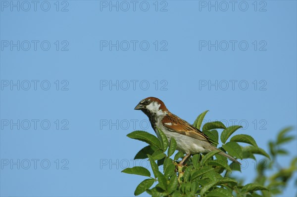 Male House Sparrow