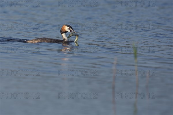 Great Crested Grebe