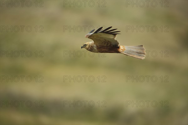 Western marsh-harrier