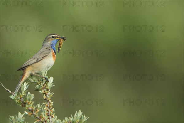 White-starred white-spotted bluethroat