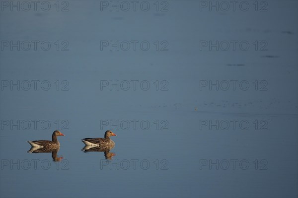 Two swimming greylag goose