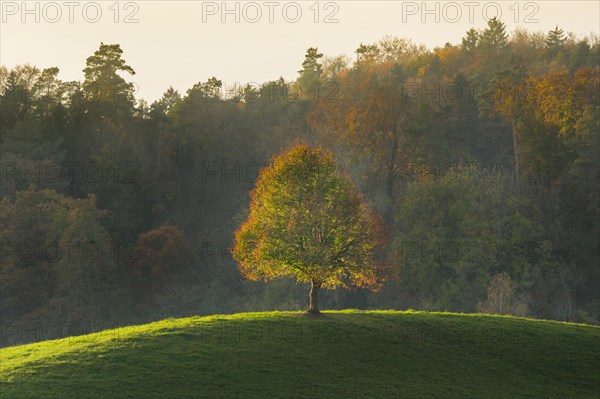 Lone lime tree standing on hilltop