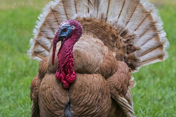 Rouge des Ardennes