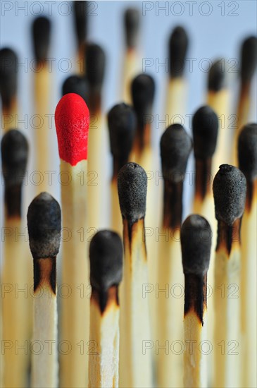 Unused match surrounded by burnt matches