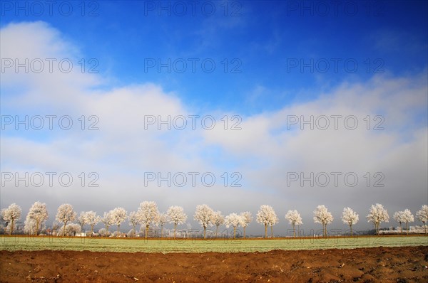 Winter maple avenue