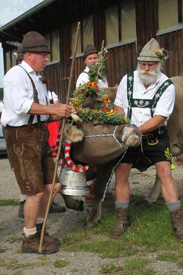 Cattle seperation in the Allgaeu