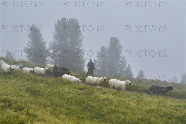 A shepherd with a flock of Valais black-nosed domestic sheep