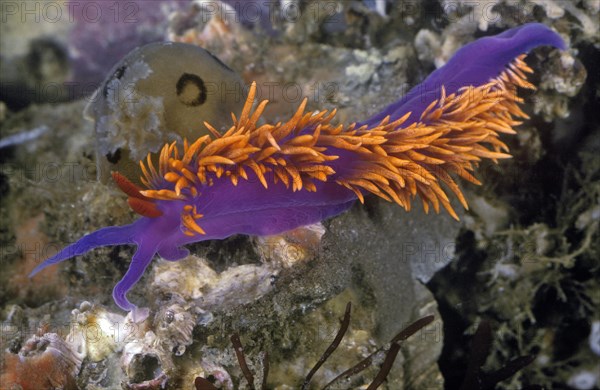 Violet Fan Nudibranch