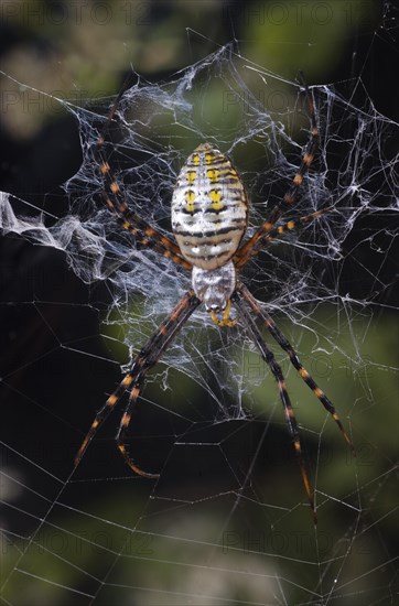 Banded Garden Spider