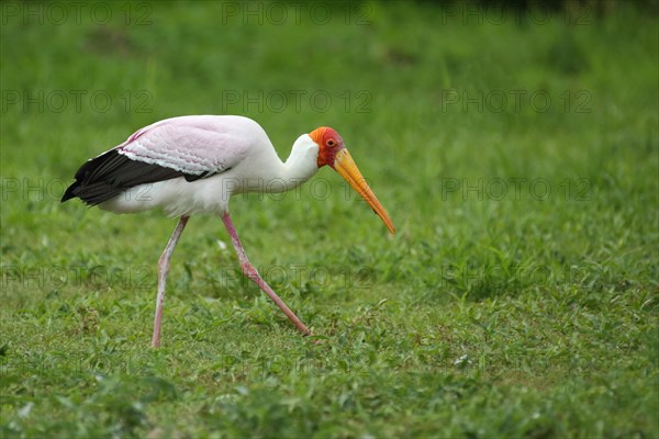 African yellow-billed stork