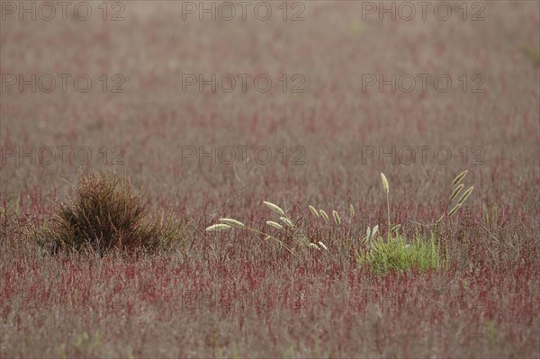 Hare's-tail and Common glasswort