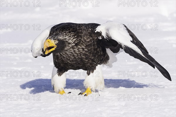 Steller Sea Eagle