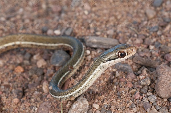 Peninsula ribbon snake