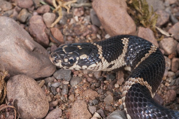 Eastern king snake