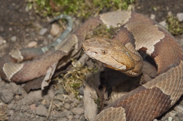 Broadbanded copperhead