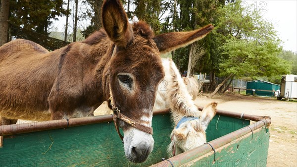 Two donkeys eating from a feeding trough