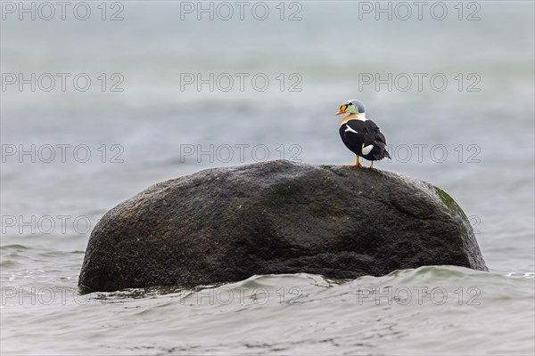 King eider