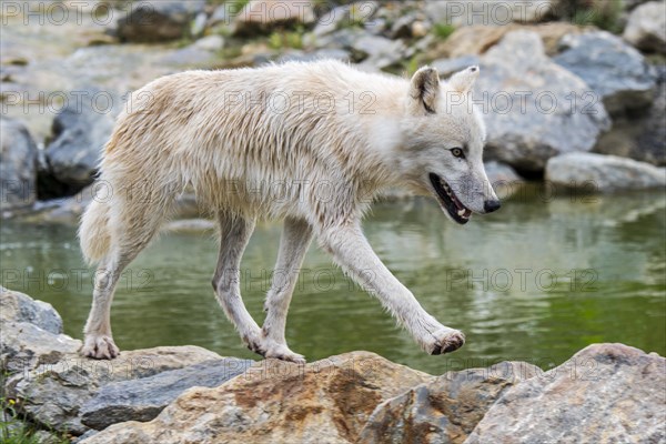 Lone Canadian Arctic wolf