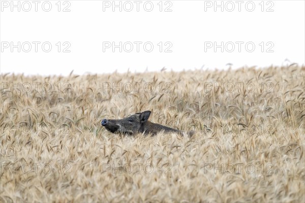 Solitary wild boar