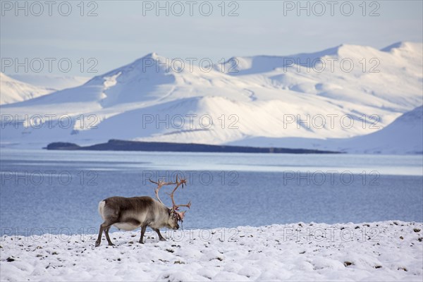 Svalbard reindeer