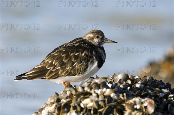 Turnstone