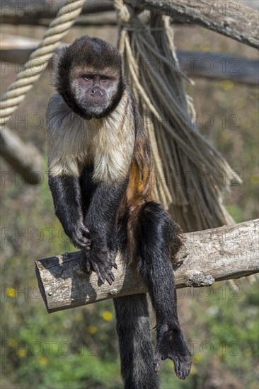 Golden-bellied capuchin