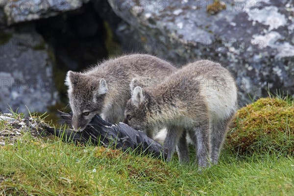 Arctic fox