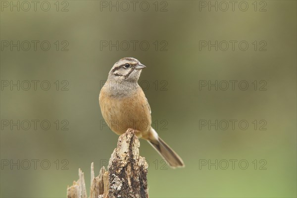 Rock Bunting