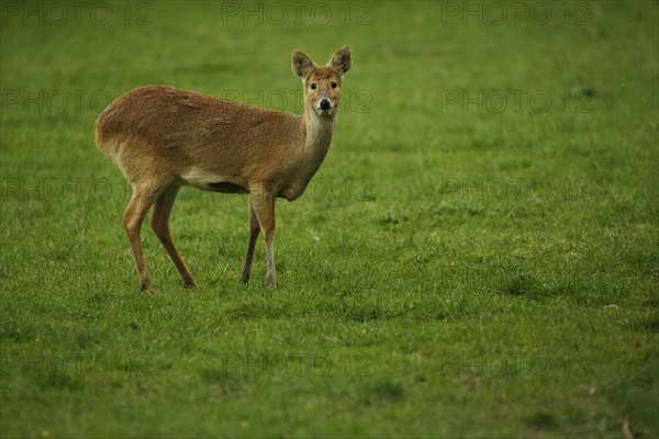 Chinese water deer